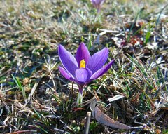 Crocus dalmaticus