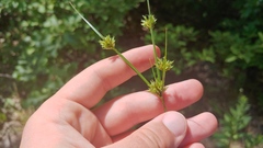 Cyperus schweinitzii