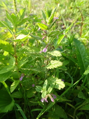 Teucrium scordium