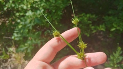 Cyperus schweinitzii