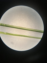 Juncus confusus