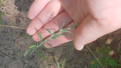 Chenopodium pratericola
