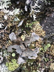 Lobaria hallii