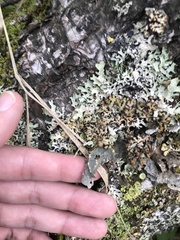 Lobaria hallii