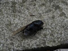 Cryptotympana holsti