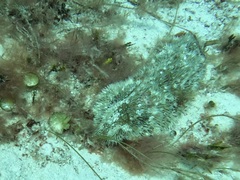 Astichopus multifidus