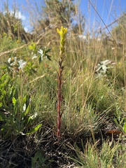 Orthocarpus luteus
