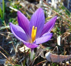 Crocus dalmaticus