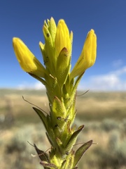 Orthocarpus luteus