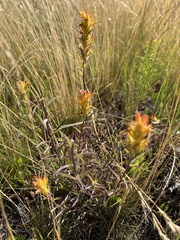 Castilleja flava