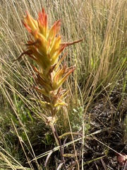 Castilleja flava