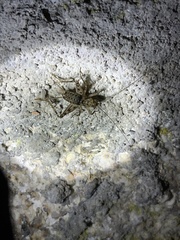 Gryllomorpha longicauda