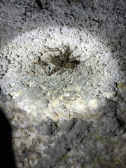 Gryllomorpha longicauda