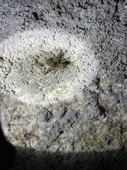 Gryllomorpha longicauda