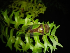 Hemisciera maculipennis