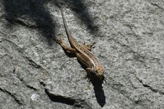 Stenocercus ornatissimus