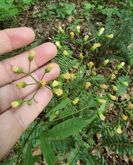 Vernonia flaccidifolia