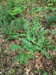 Vernonia flaccidifolia