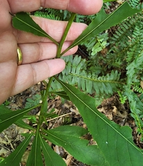 Vernonia flaccidifolia