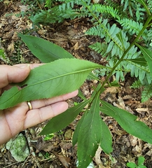 Vernonia flaccidifolia