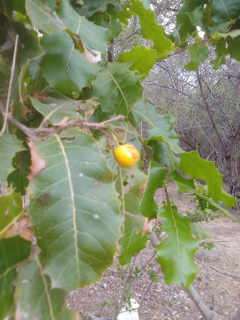 Casearia ilicifolia
