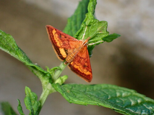 Variable Reddish and California Pyrausta Moths photo 6