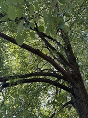 Magnoliopsida