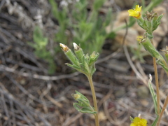 Mentzelia montana