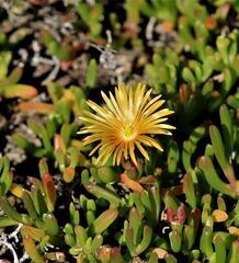 Malephora uitenhagensis