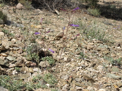 Penstemon scapoides