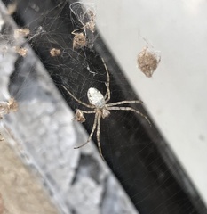 Nephilingis cruentata