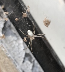 Nephilingis cruentata