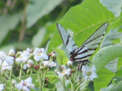 Protographium epidaus