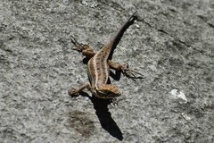 Stenocercus ornatissimus