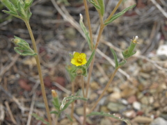 Mentzelia montana