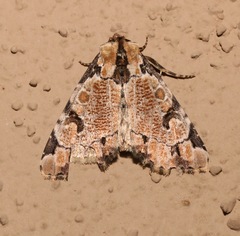 Stibaera thyatiroides