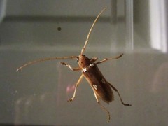 Eburia