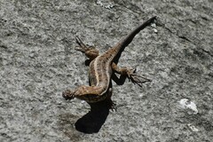 Stenocercus ornatissimus