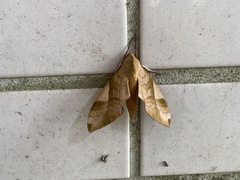 Clanis bilineata