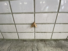 Clanis bilineata
