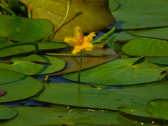 Nymphoides fallax
