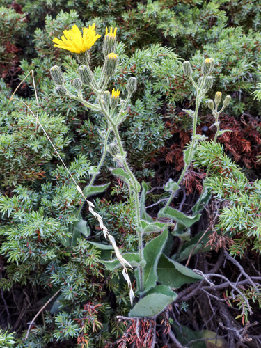 Kleverig havikskruid (Hieracium viscosum)