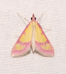 Choristostigma roseopennalis