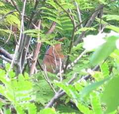 Morococcyx erythropygus