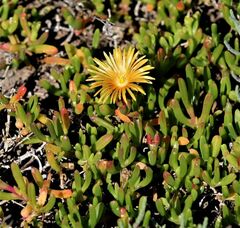 Malephora uitenhagensis