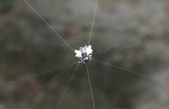 Thelacantha brevispina