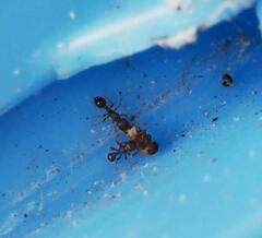 Tetramorium bicarinatum