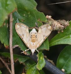 Cirrhochrista kosemponialis