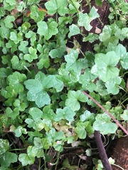 Hydrocotyle acutiloba