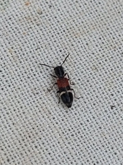 Tilloidea unifasciata